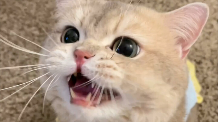 เมื่อเจ้าเหมียวขี้อ้อนโกรธแล้ว… (ฉันไม่ได้ตั้งใจแกล้งเขาหรอกนะ แต่เขาทนไม่ได้จริงๆ ที่เห็นฉันกอดเมีย