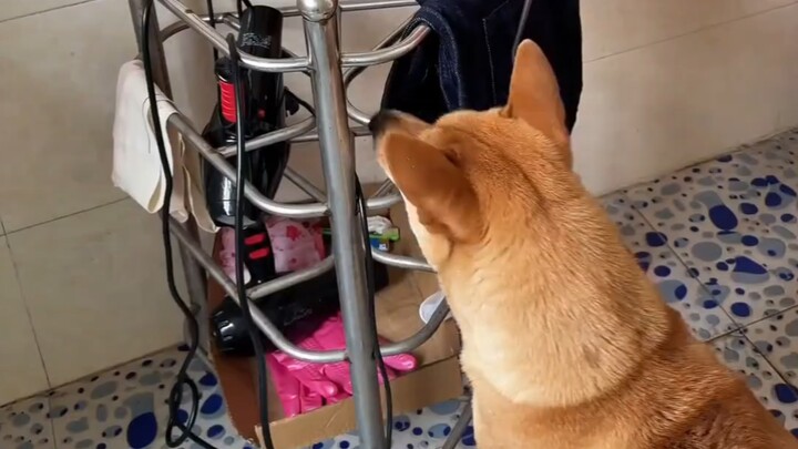Anjing kuning di rumah kakek pandai menangkap tikus