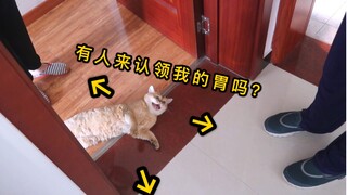 Mỗi khi đến bữa, con mèo nhà tôi bắt đầu líu lo, kiên trì mặc cả! Nghe thấy có cá khô là lập tức bật