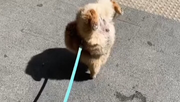 The Heart of a Circus Performer, the Body of a Stunt Double