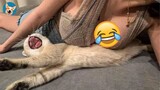 Funny Cat Fails Videos 2021 - 😹Try Not To Laugh| Aww Pets