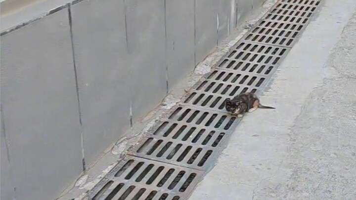 Tri-color tortoiseshell with white socks and dainty paws—this purring, neck-grabbing, non-kicking go