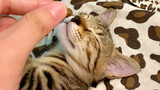 [Hari Ke-78 Memungut Kucing] Reaksi Kucing Tidur Mencium Makanan?