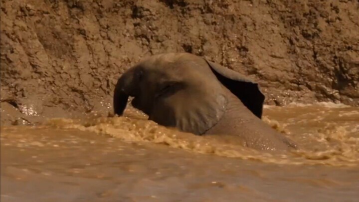 The power of the herd! 🐘 Three elephants team up to rescue a baby from a rushing canal.