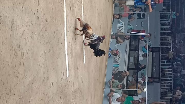 2 wins sa tagum...fyt.no.1.fastestkill..win