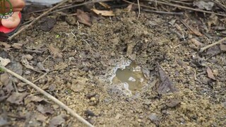 ĐI ĐÀO DẾ MÈN và MỘT BUỔI TRẢI NGHIỆM THÚ VỊ - Đôi Đũa Tre