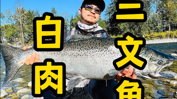 Cuối cùng tôi cũng câu được cá hồi vua thịt trắng quý hiếm