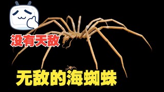这可能是地球上唯一一个没有天敌的生物了！它就是海蜘蛛