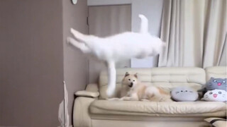 I told you my cat can do a backflip, but you refused to believe me.