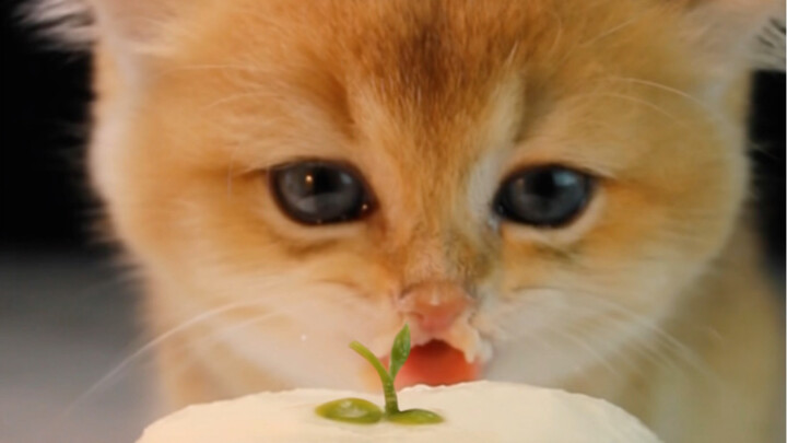 เหมียวที่กินอาหารแมวระดับมิชลินมาตั้งแต่เด็ก