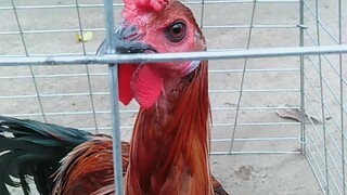Ayam usa tornado