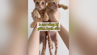 2 em bé tội nghiệp vitaminmeo cats mèo