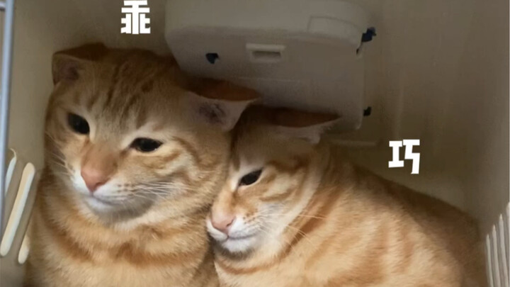 It gives the impression of being well-behaved and not causing trouble at home.