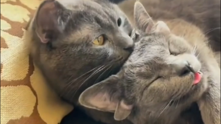 Induk kucing melahirkan seekor anak kucing ber-telinga empat, namun tak disangka sang pemilik justru