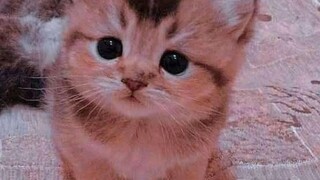 cute cat 😺