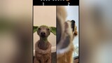 Which dog got the good looks? fyp foryou pet pets dog dogs dogsofttiktok