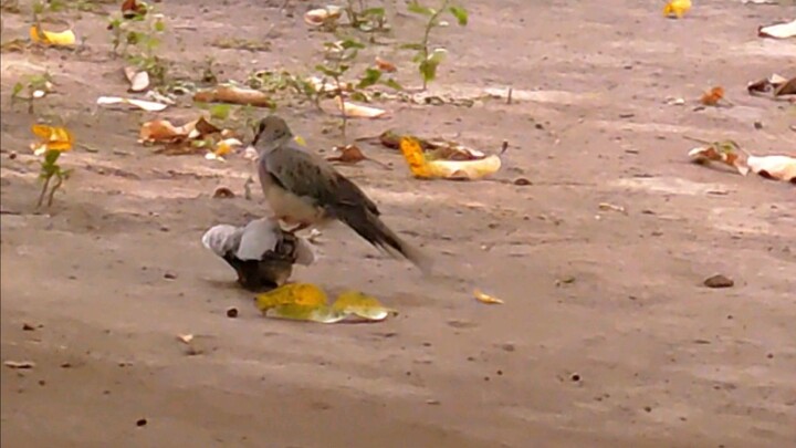 Wild dove quick bembang moves