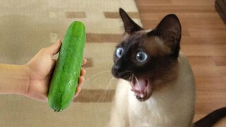 OMG So Cute Cats ♥ Best Funny Cat Videos 2021 #142