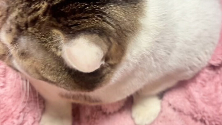 Menurutku, dengan tinggi segitu, seharusnya kamu nggak bisa memanjat, kan?