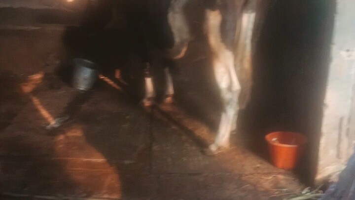 morning milking