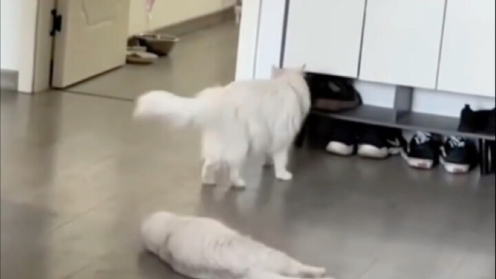 Kucing betina yang sedang birahi merasa sangat tidak nyaman; kalau tidak mau punya anak kucing, lebi