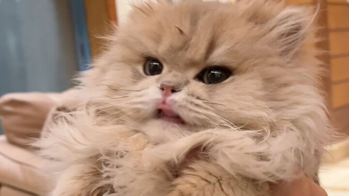 Mengajari kalian satu rangkaian gerakan yang membuat anak kucing segar bugar