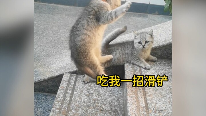 Tuan Kucing, serang jalur bawahnya!