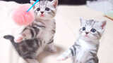 [สัตว์]ลูกแมวน่ารักและน่ารัก