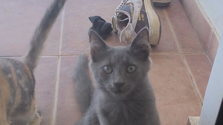 cat funny
