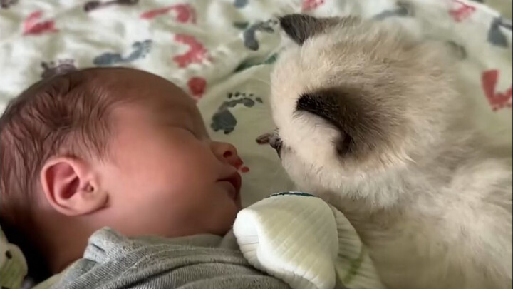 The Birth of Little Hao Cat