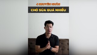 4 nguyên nhân chó sủa nhiều quá nhiều tuitienpet petonesaigon petnhatrang dcgr