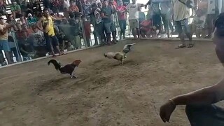 3x bulik