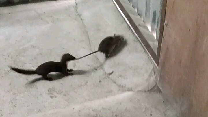 Everyone is a mouse.