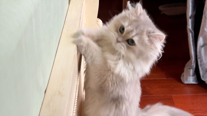 The little kitten can’t even jump onto the bed because it’s too chubby!