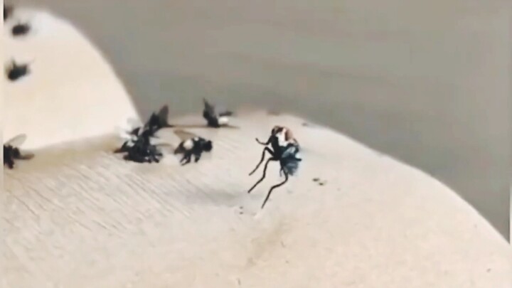 แมลงวัน: หายนะแห่งการทะยานสู่ความเป็นอมตะ น่าสะพรึงกลัวยิ่งนัก...