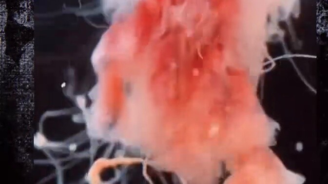 OC people must see niche settings | Four special jellyfish | Styx jellyfish, blood belly jellyfish, 