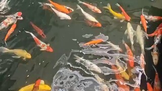 人，不能太善良，太温柔，太干净。不然，社会容不下。要想活着，就得逃避，远离人，远离人，远离人。就像我！