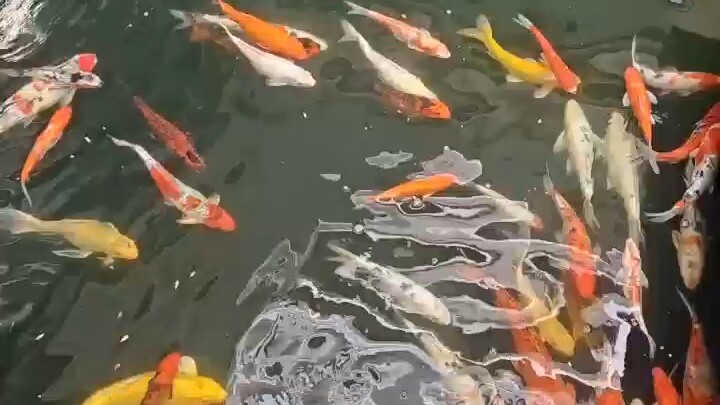 一束鲜花，让见面变得格外有意义