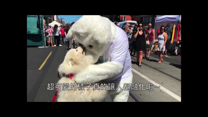 A Samoyed unexpectedly ran into a polar bear on the road. The sight was so surprising that the dog m