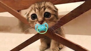 Video Kucing Lucu Banget Bikin Ngakak #53 | Kucing dan Anjing | Kucing Lucu Imut