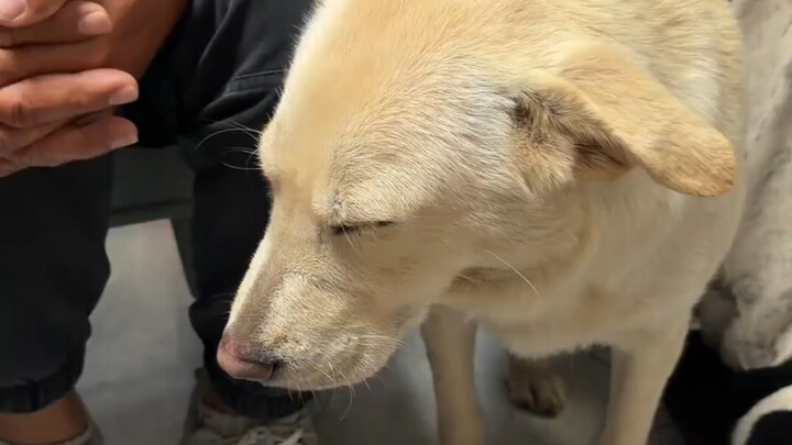 Chú cún buồn ngủ quá rồi