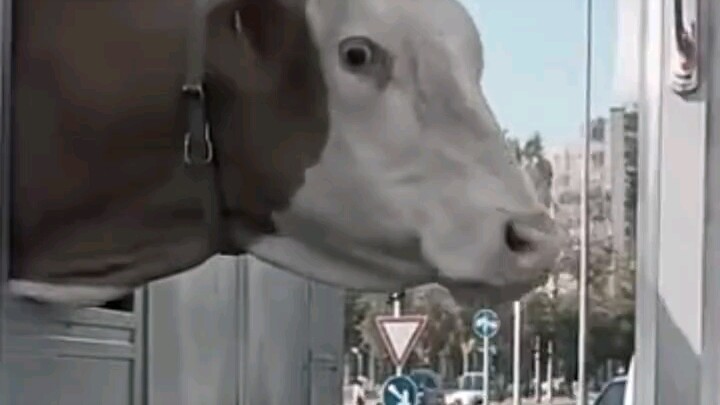 Early days: Old Cow eating beef
