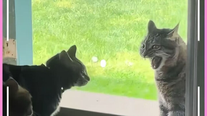 Kucing macan liar kembali setelah mengembara, statusnya di keluarga pun benar‑benar terancam