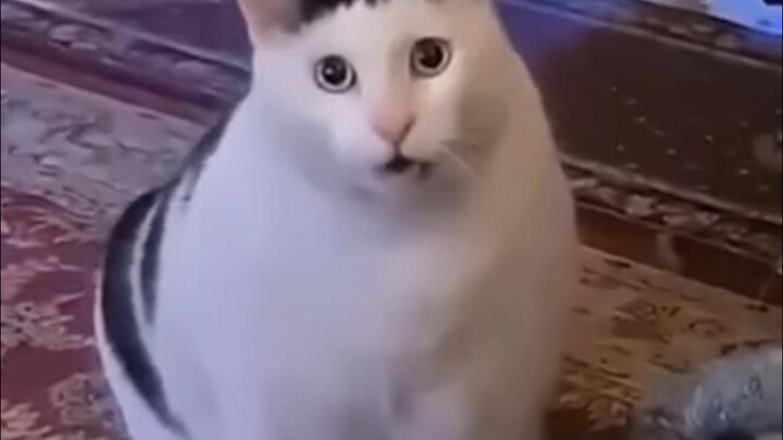 ⚡Hilarious & Absurd Funny Moments from Abroad ⚡ 743