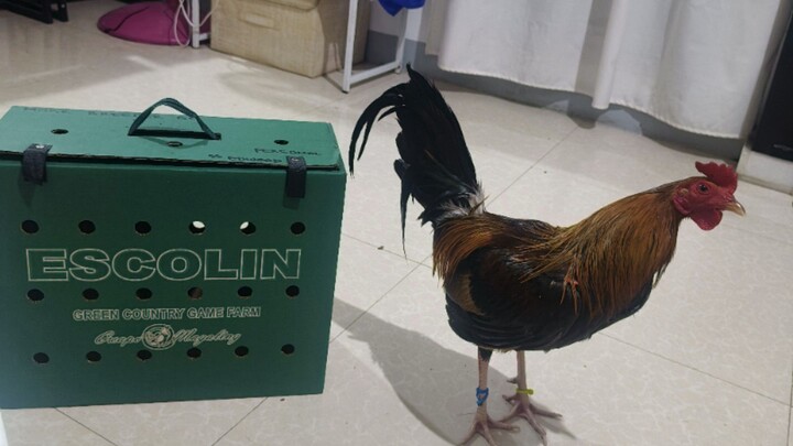 5k sweater osang Dela Cruz vs escolin Boston roundhead