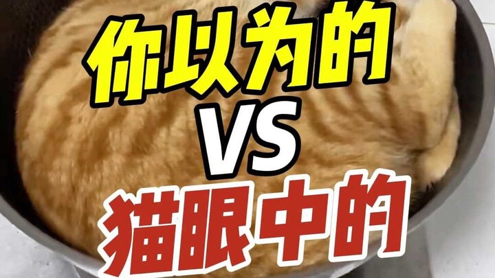 Yang kamu bayangkan vs yang ada di mata kucing