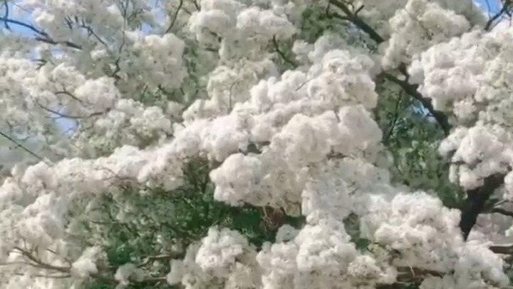 บริสุทธิ์และงดงาม