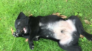 ถ้า Cai Xukun เห็นวิดีโอนี้ เขาจะตีฉันจนตายแน่นอน!