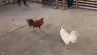 (First fight ) WIN 🏆