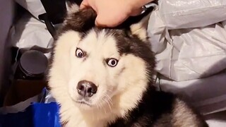 Huskies’ new melon: feeding pigs in stone troughs as rice bowls, demolishing 10 iron cages a year